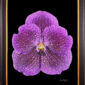 Framed Fine Art Print Vanda Janel de Cruz Bloom by Kevin G Saunders