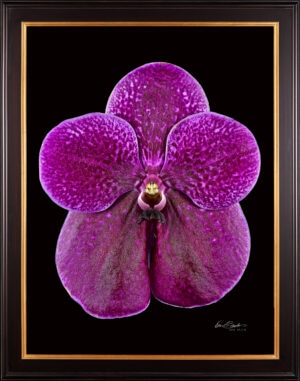 Framed Fine Art Print Vanda Roberts Delight Bloom by Kevin G Saunders