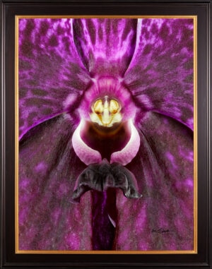 Framed Fine Art Print Vanda Roberts Delight Bloom Close by Kevin G Saunders