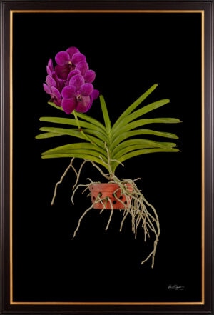 Framed Fine Art Print Vanda Roberts Delight Plant by Kevin G Saunders