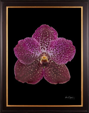 Framed Fine Art Print Vanda Rosemary Fuller Bloom by Kevin G Saunders
