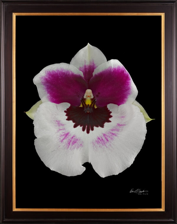 Framed Fine Art Print Miltoniopsis Bloom by Kevin G Saunders