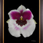 Framed Fine Art Print Miltoniopsis Bloom by Kevin G Saunders
