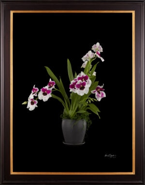 Framed Fine Art Print Miltoniopsis Plant by Kevin G Saunders
