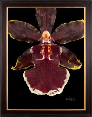 Framed Fine Art Print Odcdm Wildcat Bobcat Bloom Close by Kevin G Saunders