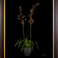 Framed Fine Art Print Odontocidium Wildcat Bobcat AM AOS Plant by Kevin G Saunders
