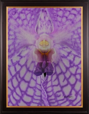 Framed Fine Art Print of Vanda Charlene Atkins Bloom Close by Kevin G Saunders