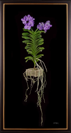 Framed Fine Art Print of Vanda Sansai Blue Plant by Kevin G Saunders