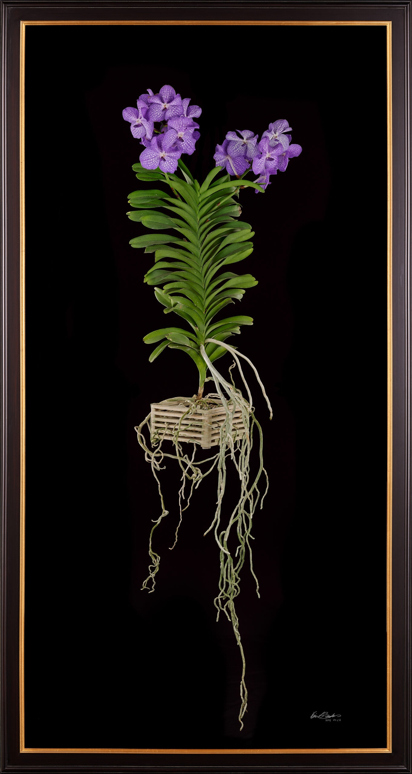 Framed Fine Art Print of Vanda Sansai Blue Plant by Kevin G Saunders
