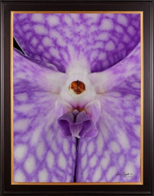 Framed Fine Art Print of Vanda Sansai Blue Bloom Close by Kevin G Saunders