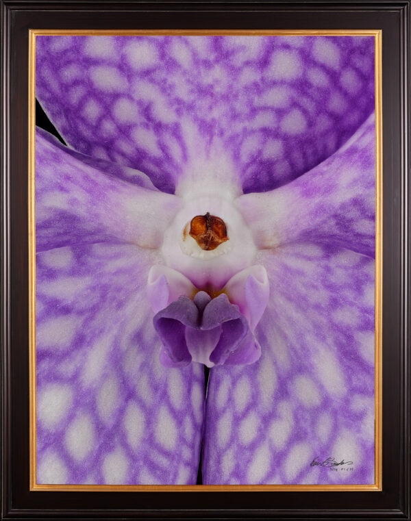 Framed Fine Art Print of Vanda Sansai Blue Bloom Close by Kevin G Saunders