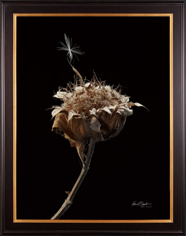 A framed, hyperrealistic print of a dried plant stalk with a single dandelion seed resting on it.