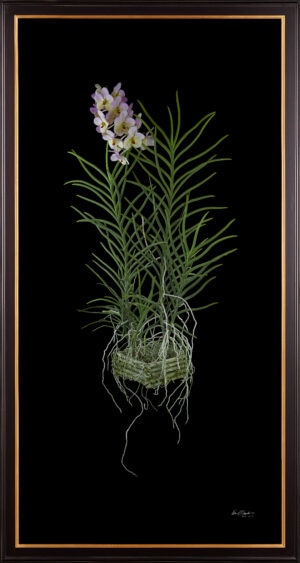 Framed Fine Art Orchid Print Vanda Tang See Hang Cathy and Frank Burzik Plant