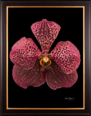 Framed Fine Art Orchid Print Ascda Tony Viggiani Bloom by Kevin G Saunders