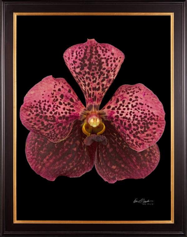 Framed Fine Art Orchid Print Ascda Tony Viggiani Bloom by Kevin G Saunders