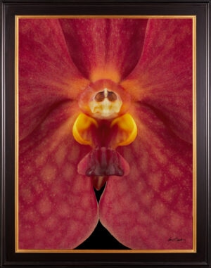 Framed Fine Art Orchid Print Ascda John de Biase Angela Bloom Close by Kevin G Saunders