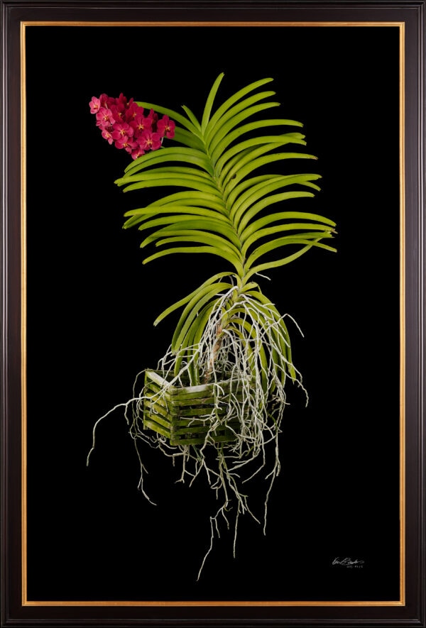 Framed Fine Art Orchid Print Ascda John de Biase Angela Plant by Kevin G Saunders