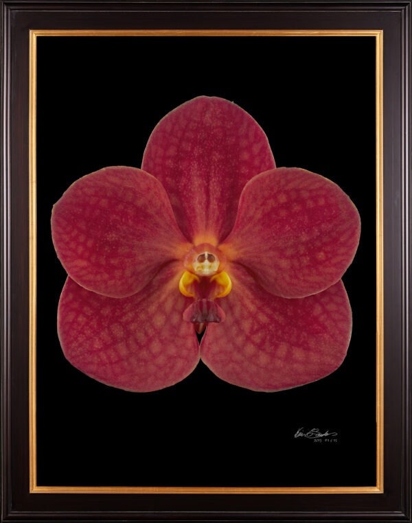Framed Fine Art Orchid Print Ascda John de Biase Angela Bloom by Kevin G Saunders