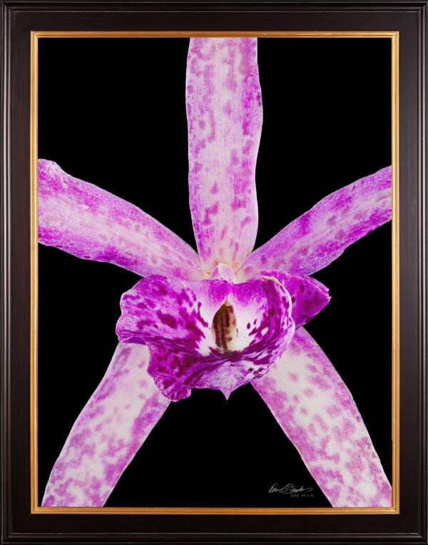 Framed Fine Art Orchid Print Bc Makai Louise AM AOS Bloom Close by Kevin G Saunders