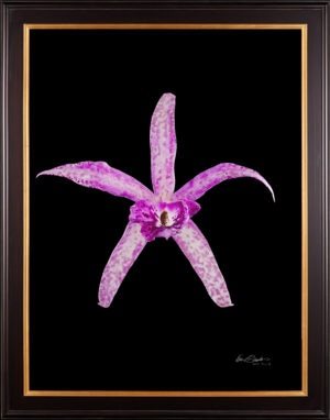 Framed Fine Art Orchid Print Bc Makai Louise AM AOS Bloom by Kevin G Saunders