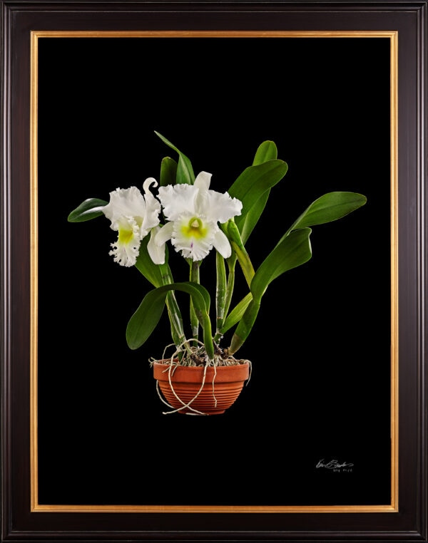 Framed Fine Art Orchid Print Bc Pastoral Innocence AM AOS Plant by Kevin G Saunders