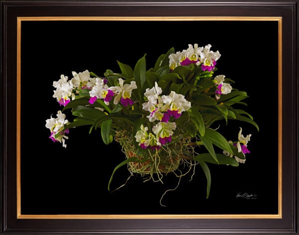 Framed Fine Art Print Rhyncholaeliocattleya Hawaiian Wizard Plant by Kevin G Saunders