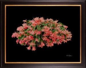 Framed Fine Art Print Christmas Cactus Plant by Kevin G Saunders