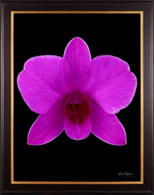 Framed Fine Art Orchid Print Dendrobium Compactum Bloom by Kevin G Saunders