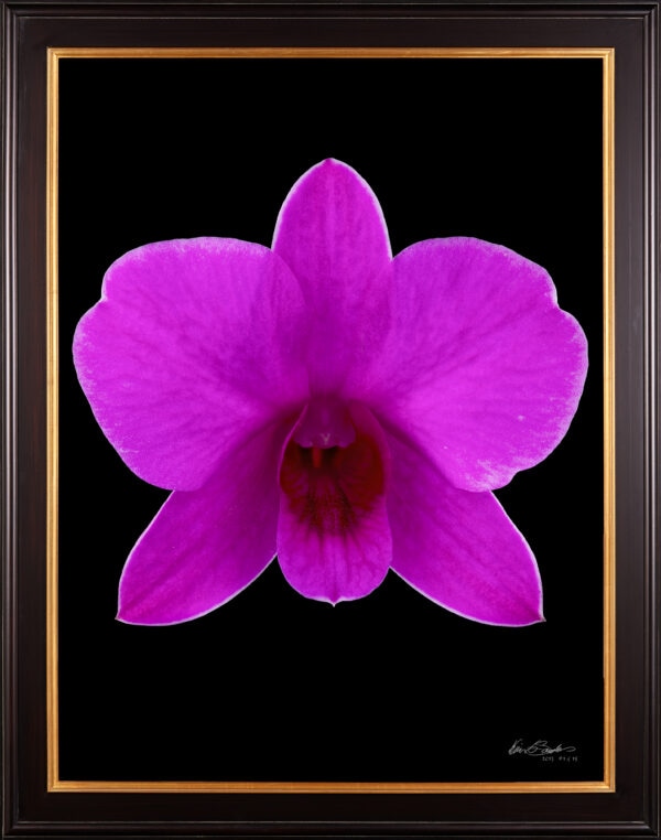 Framed Fine Art Orchid Print Dendrobium Compactum Bloom by Kevin G Saunders