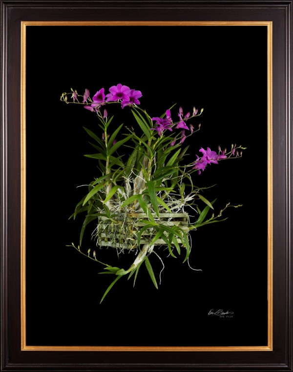 Framed Fine Art Orchid Print Dendrobium Compactum Plant by Kevin G Saunders