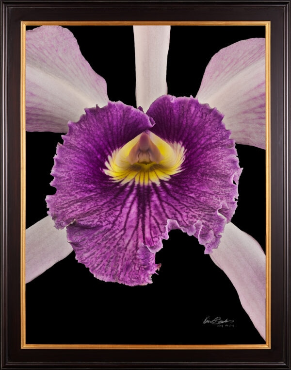 Laeliocattleya C G Roebling Bloom Close Framed Framed Fine Art Orchid Print Laeliocattleya C G Roebling Bloom Close by Kevin G Saunders