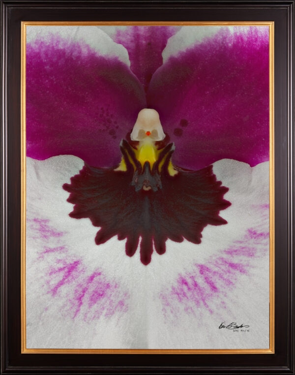 Framed Fine Art Print Miltoniopsis Bloom Close by Kevin G Saunders