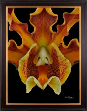 Framed Fine Art Print Mrymecophila Brysiana Bloom Close by Kevin G Saunders