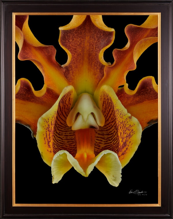 Framed Fine Art Print Mrymecophila Brysiana Bloom Close by Kevin G Saunders