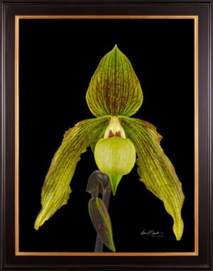 Framed Fine Art Print Paph Its Doll Bloom by Kevin G Saunders