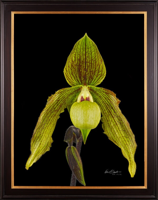 Framed Fine Art Print Paph Its Doll Bloom by Kevin G Saunders