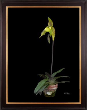Framed Fine Art Print Paphiopedilum It's Doll Plant View 2 by Kevin G Saunders