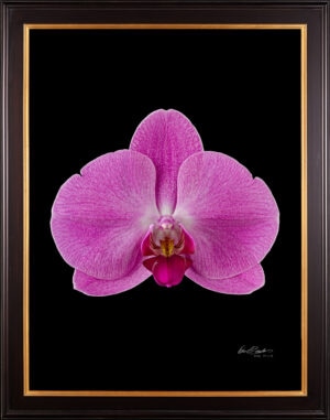 Framed Fine Art Print Phalaenopsis Pantone Pink Bloom by Kevin G Saunders