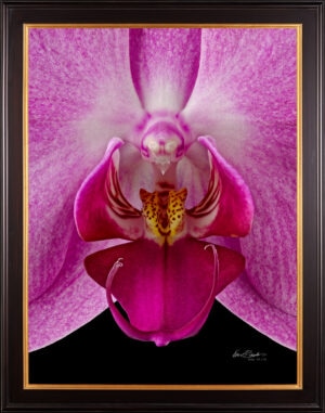 Framed Fine Art Print Phaleonopsis Pantone Pink Bloom Close by Kevin G Saunders