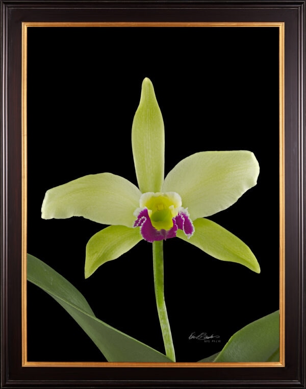 Framed Fine Art Print Rhyncholaeliocattleya Greenwhich Elmhurst Bloom by Kevin G Saunders