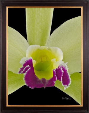 Framed Fine Art Print Rhyncholaeliocattleya Greenwhich Elmhurst Bloom Close by Kevin G Saunders