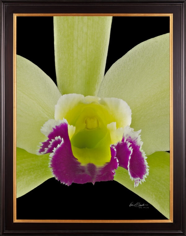 Framed Fine Art Print Rhyncholaeliocattleya Greenwhich Elmhurst Bloom Close by Kevin G Saunders