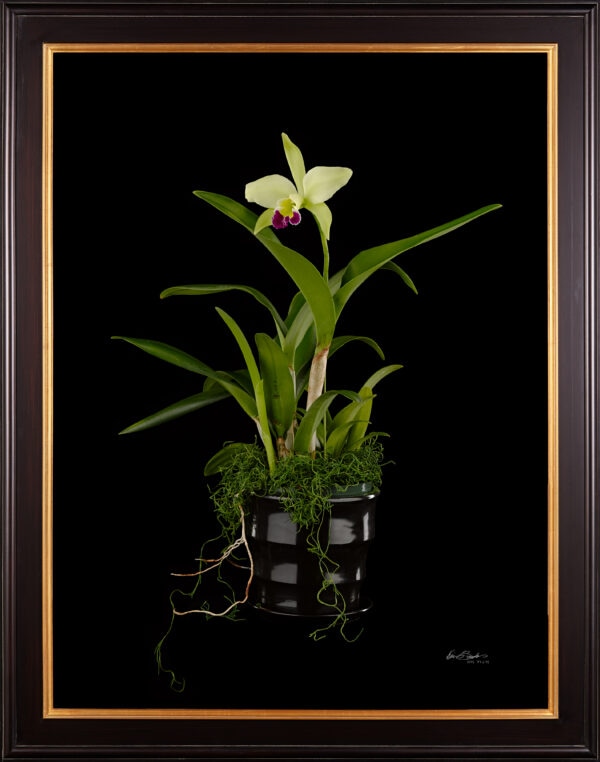 Framed Fine Art Print Rhyncholaeliocattleya Greenwhich Elmhurst Plant by Kevin G Saunders