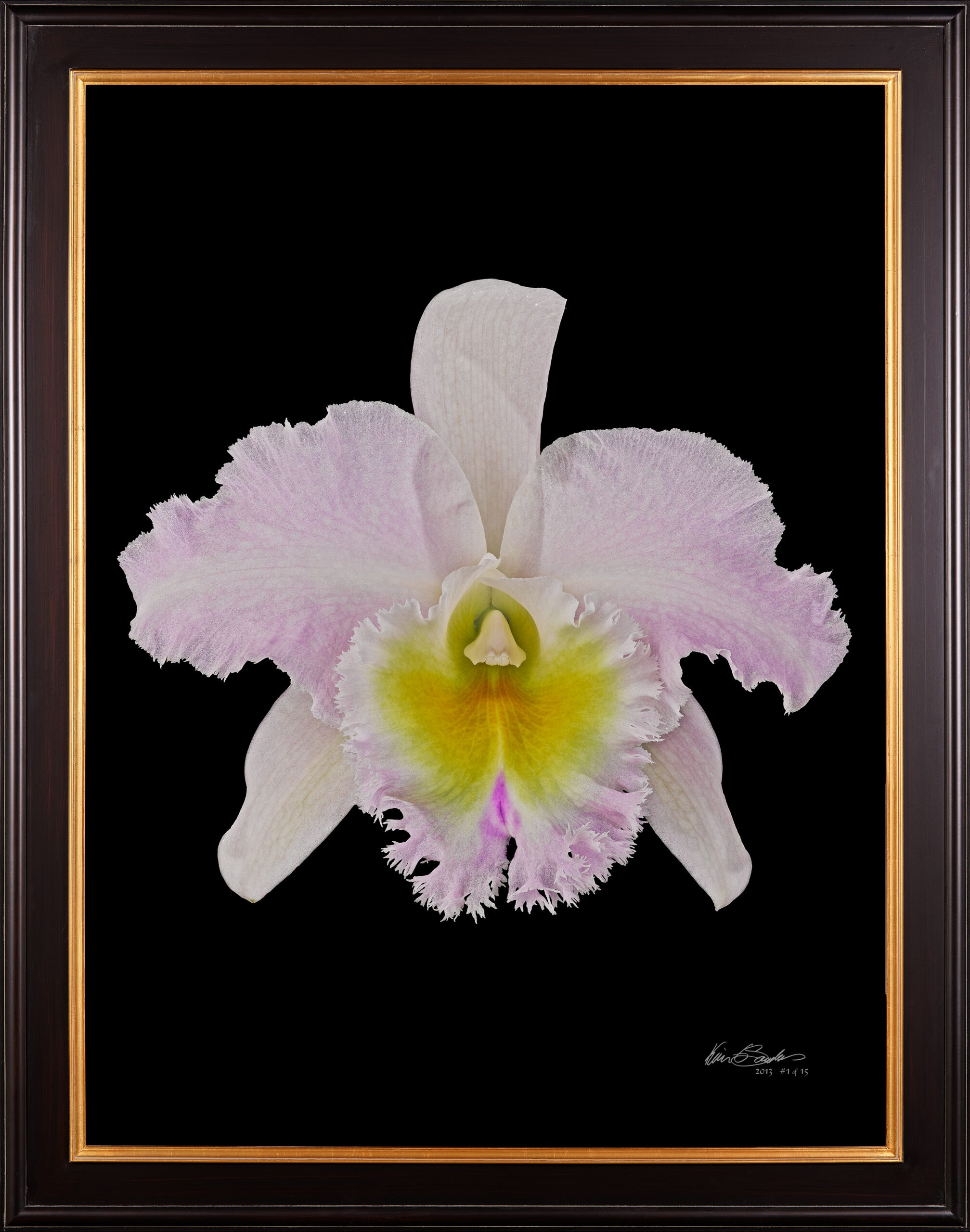 Framed Fine Art Print Rhyncattleanthe Nina Consentida Bloom by Kevin G Saunders
