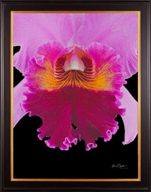 Framed Fine Art Print Rhyncattleanthe Edwin Arthur Hausermann Bloom Close by Kevin G Saunders