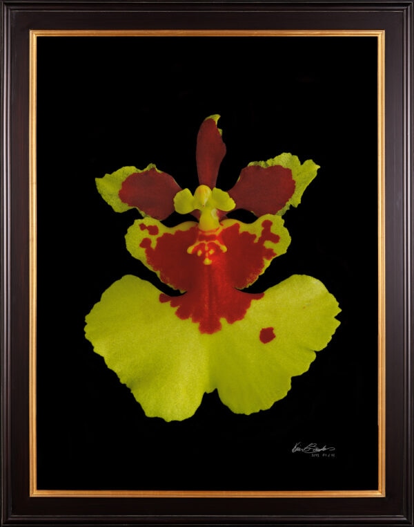 Framed Fine Art Print Tolu Golden Sunset Bloom by Kevin G Saunders
