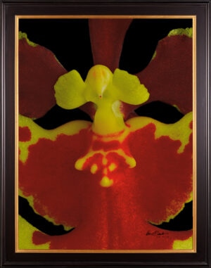 Framed Fine Art Print Tolu Golden Sunset Bloom Close by Kevin G Saunders