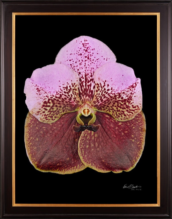 Framed Fine Art Print of Vanda Crownfox Velvet Bloom by Kevin G Saunders
