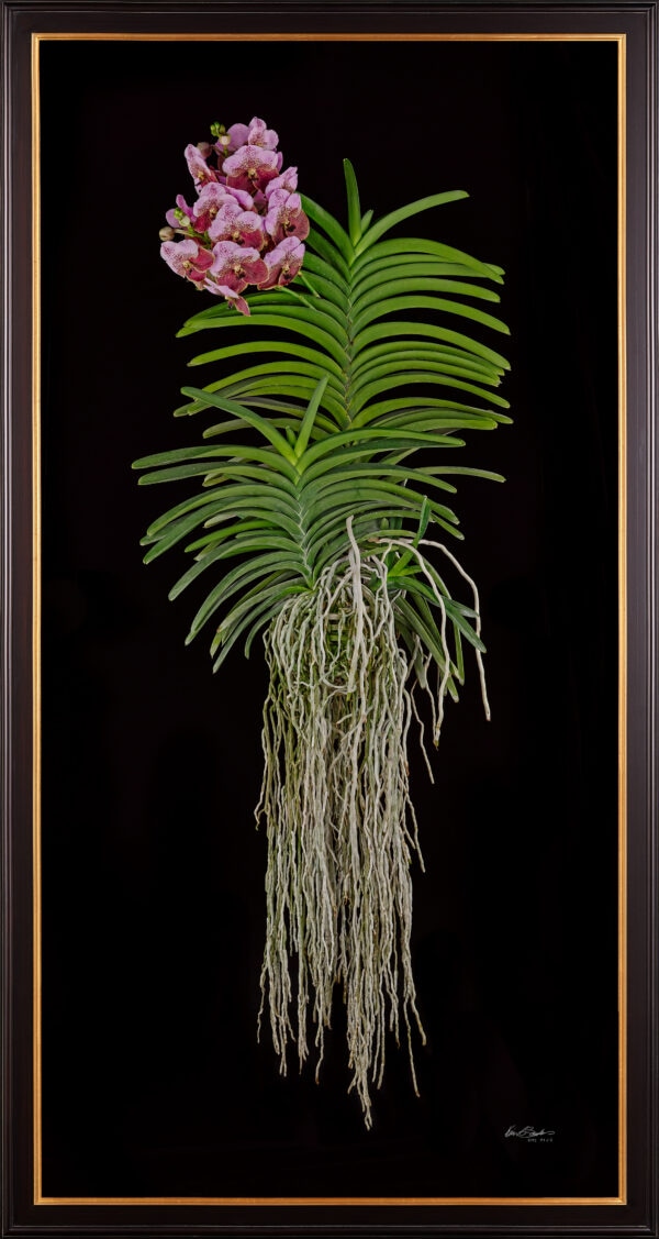 Framed Fine Art Print of Vanda Crownfox Velvet Plant by Kevin G Saunders