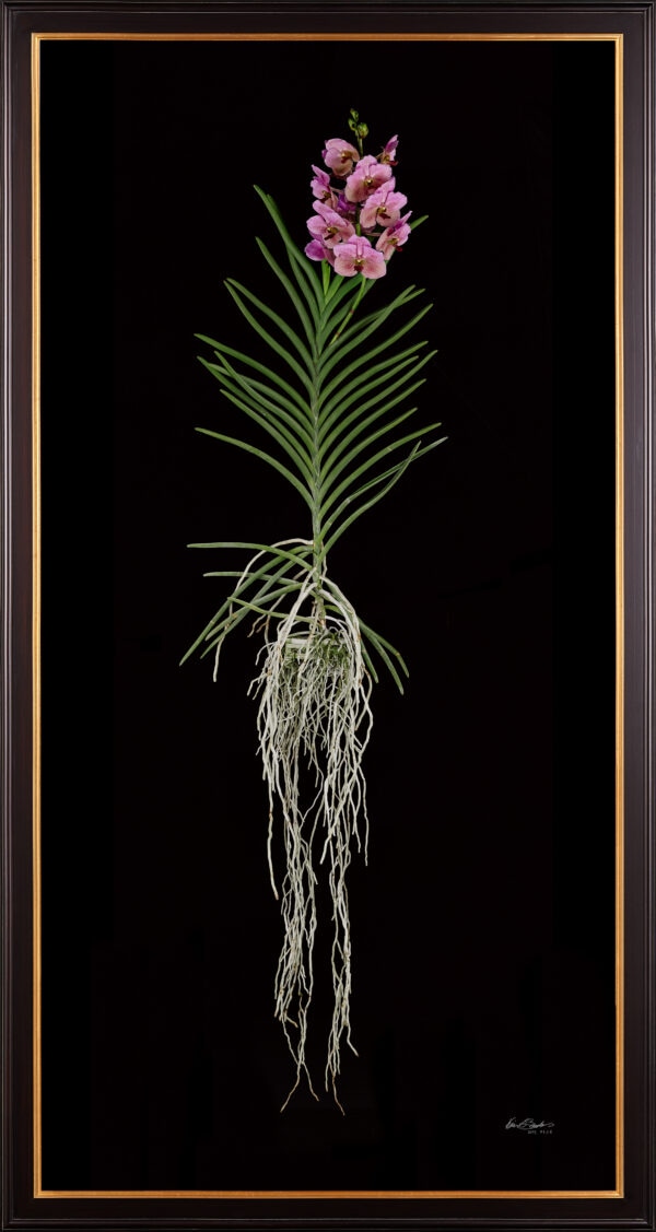 Framed Fine Art Print of Vanda Pure Delight Plant by Kevin G Saunders